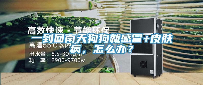 一到回南天狗狗就感冒+皮膚病，怎么辦？