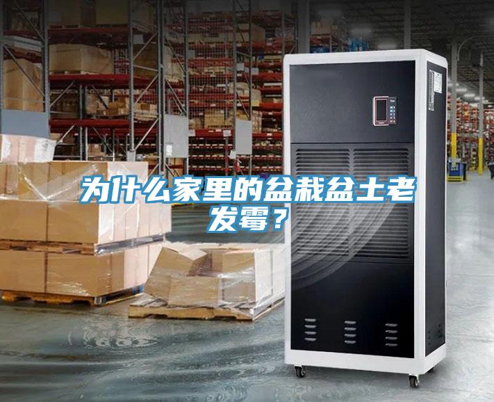 為什么家里的盆栽盆土老發(fā)霉？