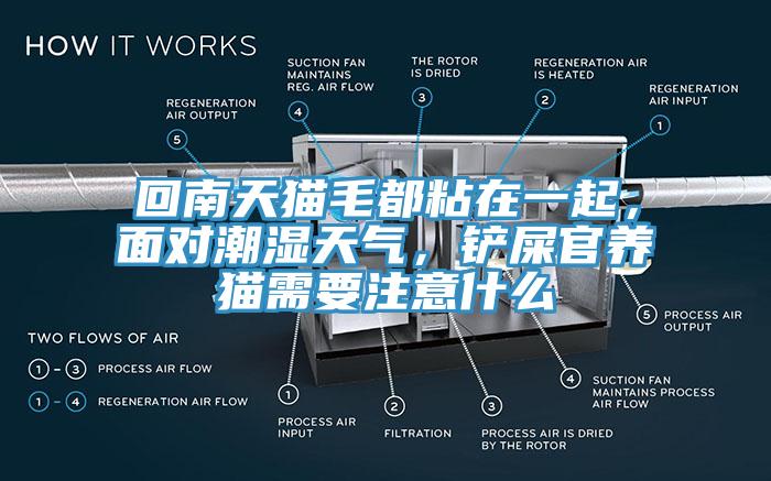 回南天貓毛都粘在一起，面對潮濕天氣，鏟屎官養(yǎng)貓需要注意什么