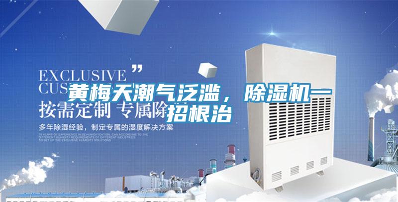 黃梅天潮氣泛濫，除濕機一招根治